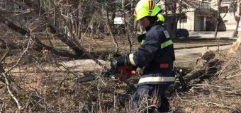 IGSU a intervenit la defrișarea arborilor căzuți după intensificările de vânt