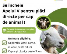 Crescătorii de oi și capre pot solicita plăți directe per cap de animal