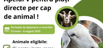 Crescătorii de oi și capre pot solicita plăți directe per cap de animal