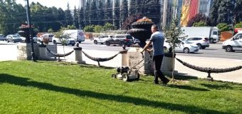 Ambrozia va fi tăiată de pe toate terenurile din Chișinău