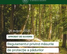 Măsuri noi pentru protecția pădurilor de boli și dăunătorilor, aprobate de Guvern