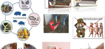 3 focare de pesta porcină africană și 2 focare de rabie depistate pe teritoriul Republicii Moldova