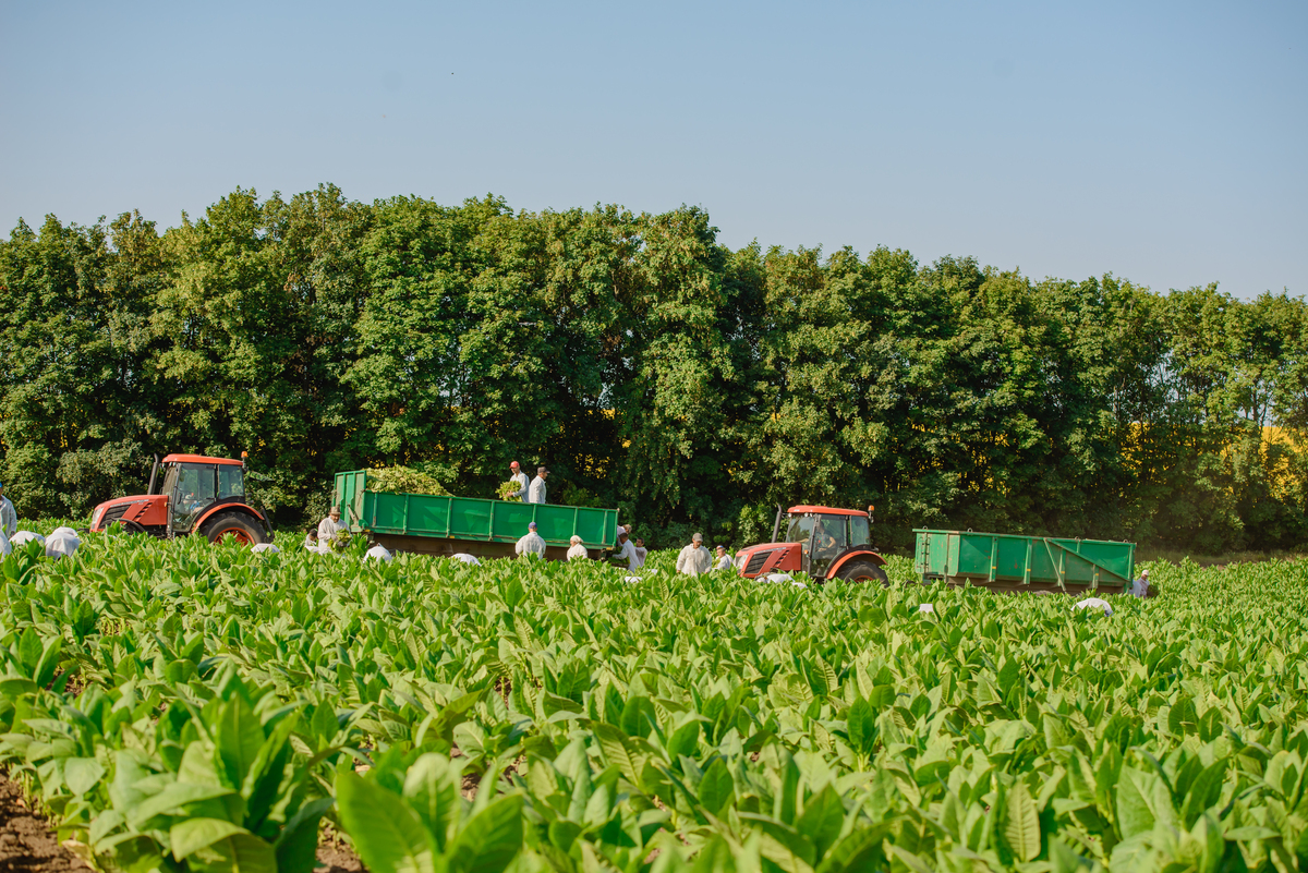 Compania AGOS Green SRL – la a 26-a aniversare