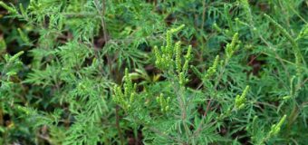 Ministerul Sănătăți și cel al Agriculturii lansează campania „Fără ambrozie”