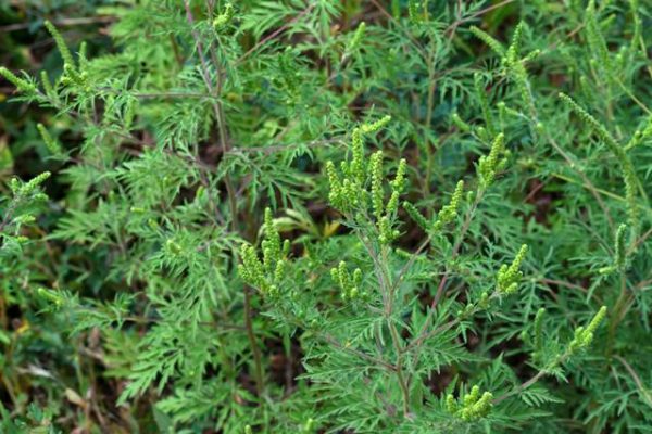 Ministerul Sănătăți și cel al Agriculturii lansează campania „Fără ambrozie”