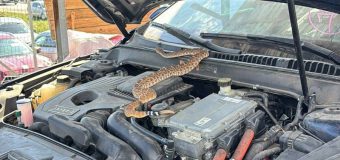 Un șarpe veninos depistat într-o mașină