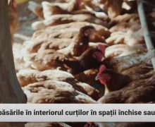 Un focar de rabie la câine înregistrat în raionul Orhei
