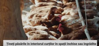 Un focar de rabie la câine înregistrat în raionul Orhei