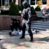 Doi chișinăuieni – arestați, după ce au primit bani ca să excludă 21 puncte de penalizare pentru încălcări la conducerea mașinii