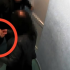Avocată din Bălți, care ar fi transmis droguri de circa 13 mii lei clientului său în penitenciar – arestată