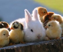 ANSA îndeană cetățenii să protejeze animalele în această perioadă cu risc de inundații