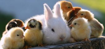 ANSA îndeană cetățenii să protejeze animalele în această perioadă cu risc de inundații