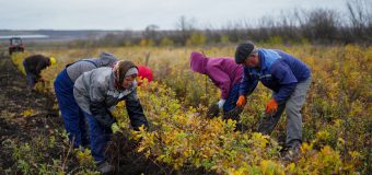 A fost lansată campania de împădurire din această toamnă