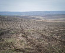 (VIDEO) Terenurile destinate acțiunilor de plantare sunt pregătite de împădurire