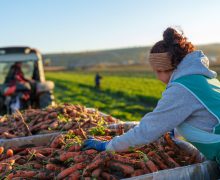 UE și PNUD lansează un proiect de 3 mln. euro pentru consolidarea guvernanței digitale în agricultură