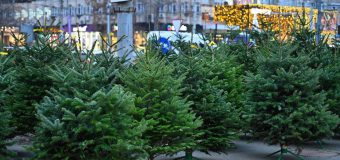 În Chișinău vor fi organizate târguri cu arbori de conifere