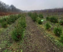 „Moldsilva” dă startul vânzărilor pomilor de Crăciun