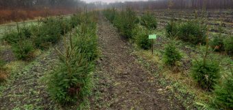 „Moldsilva” dă startul vânzărilor pomilor de Crăciun