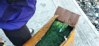 7,5 tone de mărar de import nimicite sub supravegherea inspectorilor ANSA