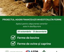 Crescătorii de bovine, ovine și caprine pot depune cereri de finanțare pentru dezvoltarea sectorului zootehnic