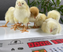 Sfaturi utile pentru întreținerea corectă a unui incubator de ouă