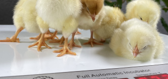 Sfaturi utile pentru întreținerea corectă a unui incubator de ouă