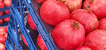 2080 kg de rodii din import nimicite sub supravegherea ANSA