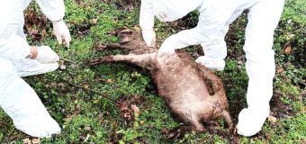 2 focare de pesta porcină africană și 4 focare de rabie – depistate pe teritoriul țării