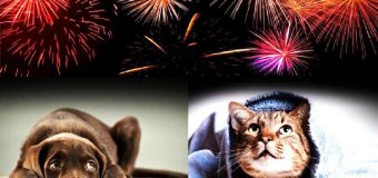 Autoritățile îndeamnă cetățenii să renunțe la focurile de artificii în perioada sărbătorilor