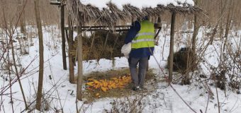 (VIDEO) Ministrul Mediului în pădurea din Strășeni: Animalele pădurii au nevoie de sprijinul nostru, mai ales în sezonul rece