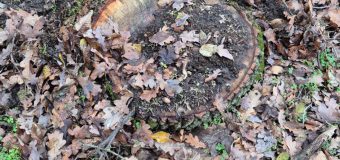 161 de arbori tăiați ilegal – depistați la Criuleni