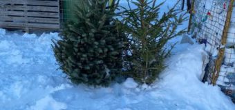 Chișinăuenii îndemnați să depoziteze brazii de Crăciun lângă platformele de colectare a deșeurilor