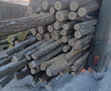 Polițiștii de frontieră Ocnița au depistat un caz de tăiere ilegală de arbori