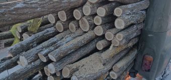 Polițiștii de frontieră Ocnița au depistat un caz de tăiere ilegală de arbori