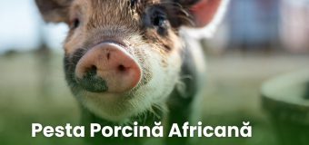 De la începutul anului au fost confirmate 4 cazuri de pestă porcină africană în gospodării și 5 cazuri la mistreți