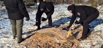 Peste o mie de arbori tăiați ilegal, depistați în urma controlului inopinat la Ocolul Silvic Ghidighici