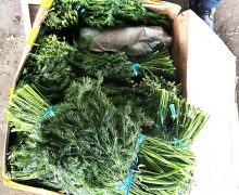 ANSA a distrus 15 tone de mărar de import contaminate cu pesticide