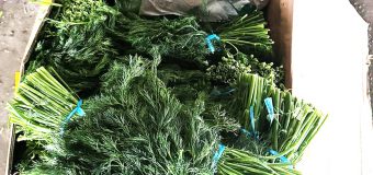 ANSA a distrus 15 tone de mărar de import contaminate cu pesticide