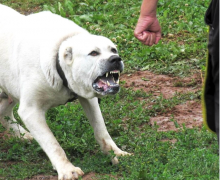 Schimbări în legislație. Anumite rase de câini nu vor mai putea fi crescute în Moldova