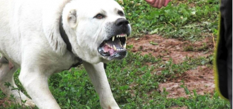 Schimbări în legislație. Anumite rase de câini nu vor mai putea fi crescute în Moldova