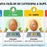 Ouăle de Paști să fie cumpărate doar din locuri autorizate. Ce alte detalii nu trebuie de evitat