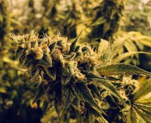 Marijuana în valoare de 5 milioane de lei scoasă din circuit