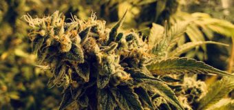 Marijuana în valoare de 5 milioane de lei scoasă din circuit