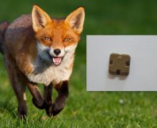 ANSA a dat start vaccinării antirabice a vulpilor