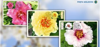 „Poșta Moldovei” pune de astăzi în circulație seria de mărci poștale „Bujorii. Specii din Grădina Botanică”
