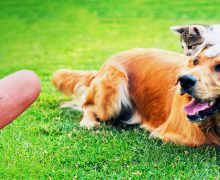 O singură căpușă poate fi fatală pentru animalul de companie. Recomandările ANSA