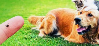 O singură căpușă poate fi fatală pentru animalul de companie. Recomandările ANSA