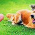 O singură căpușă poate fi fatală pentru animalul de companie. Recomandările ANSA