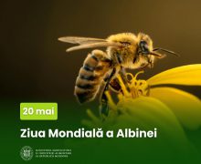 20 mai – Ziua Mondială a Albinei