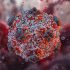 Autoritățile intensifică măsurile de supraveghere, prevenire și vigilență în contextul infecției cu hantavirus